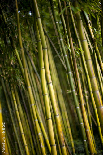 Bambou, forêt, bosquet, jardin, bois, végétal, plante