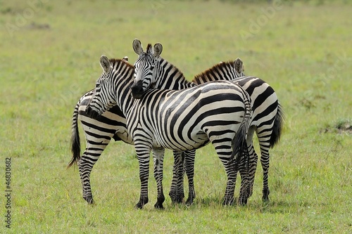 Zebra