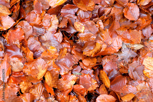 Many brown wet leaves