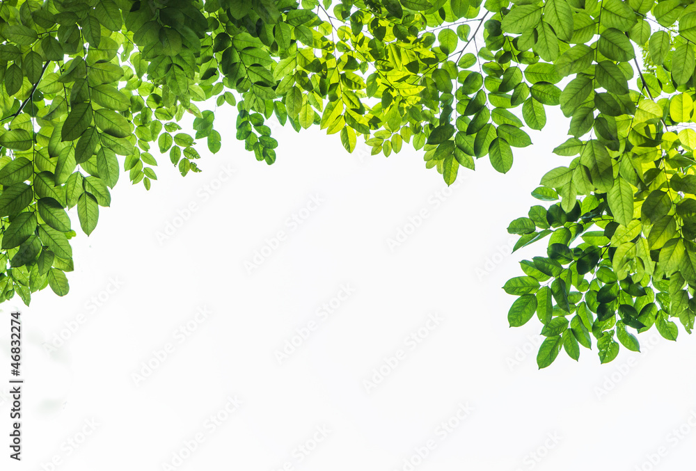 Green leaf on white background. Green leaf on white background.