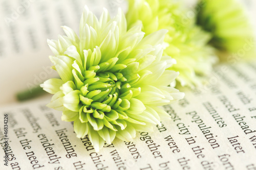 Fototapeta Naklejka Na Ścianę i Meble -  green chrysanthemum on the book
