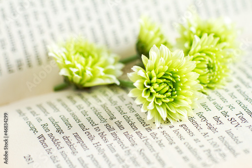 Fototapeta Naklejka Na Ścianę i Meble -  green chrysanthemum on the book close up
