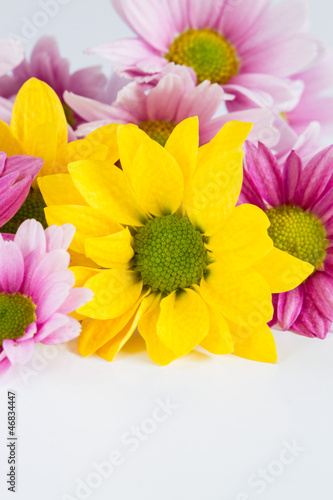 chrysanthemum flower on white background