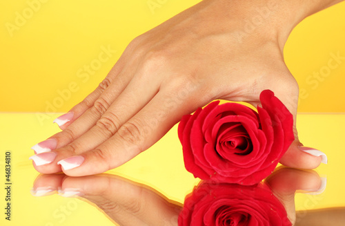 Red rose with woman's hand on yellow background, close-up