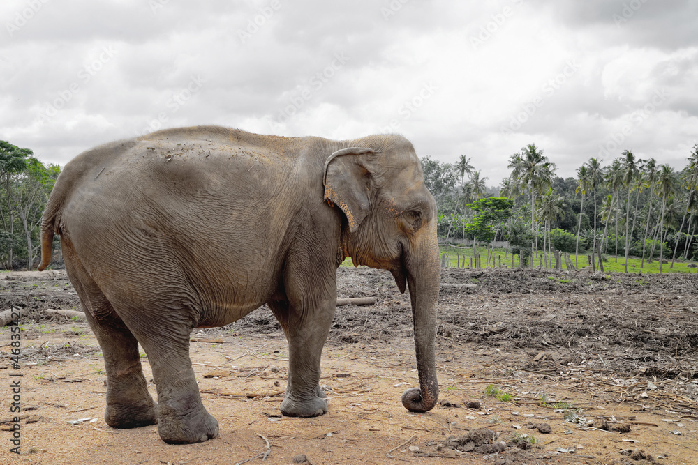 Elephant in the field