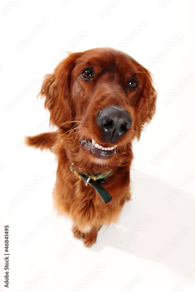 Irish seter dog, taken at fun angle with wide angle lens