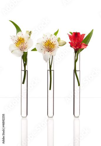 Three glass test tubes with two white flowers and one red