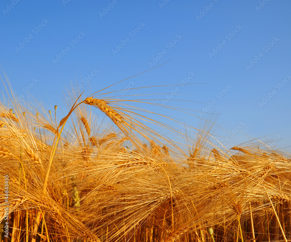 Fototapeta premium golden wheat in the blue sky background