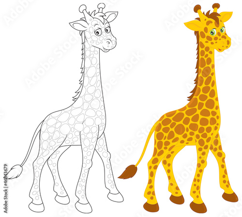 Giraffe