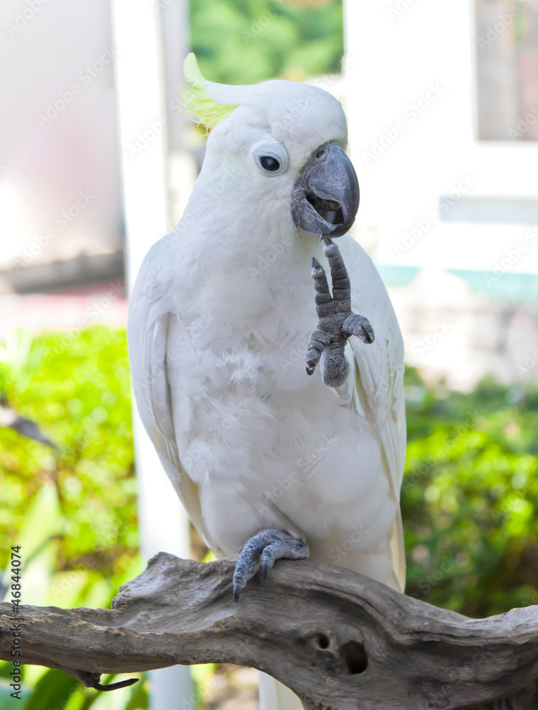 closed up of Macaw parrot closed up of Macaw parrot