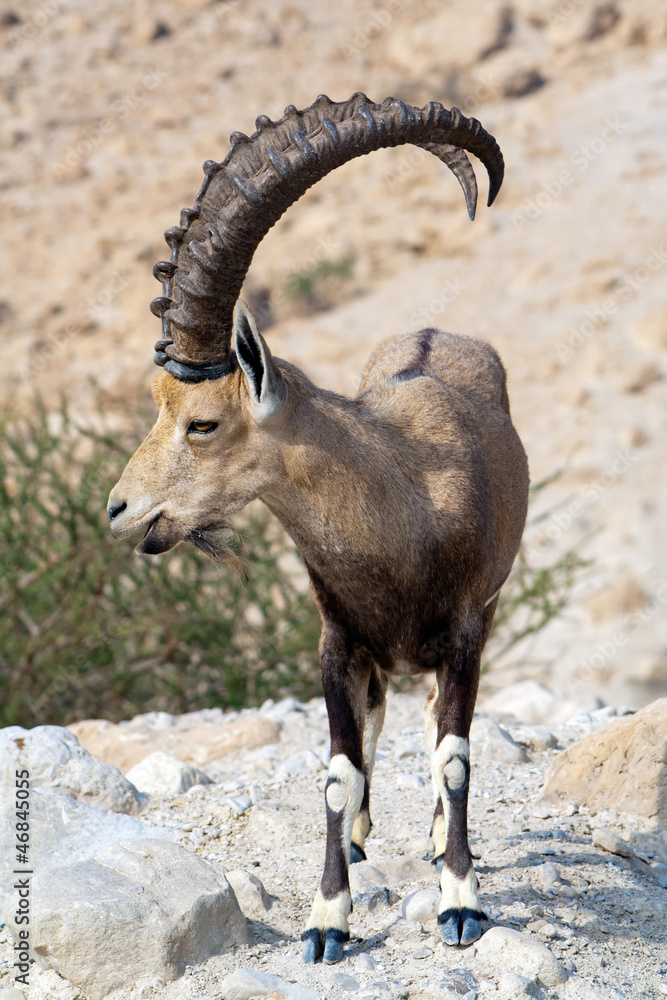 Nubian ibex Nubian ibex