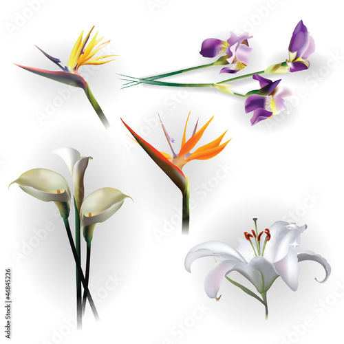 Fototapeta Naklejka Na Ścianę i Meble -  Set of spring flowers for design purposes