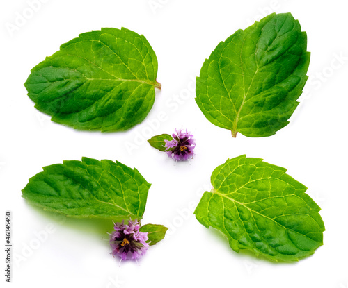 Mint leaf with flower
