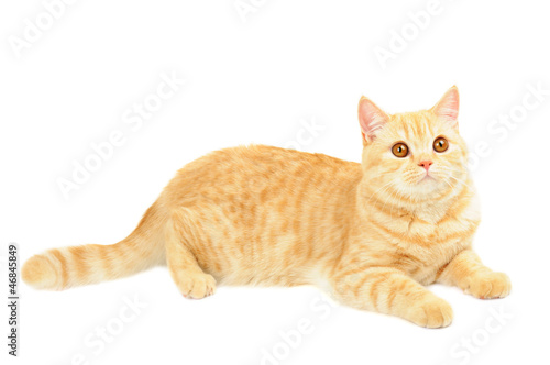 Scottish purebred cat