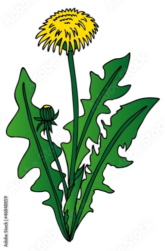 Dandelion on white background