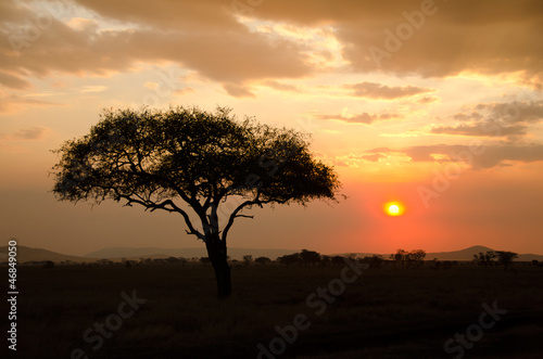 Setting Sun shinning with single Acacia tree in Africa © tr3gi