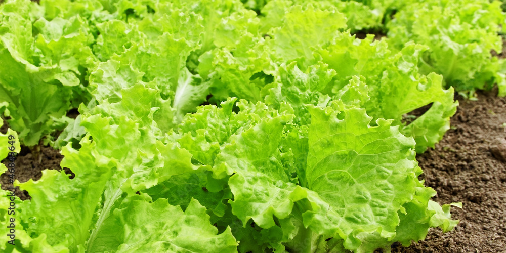 Lettuce on a ground. Lettuce on a ground.
