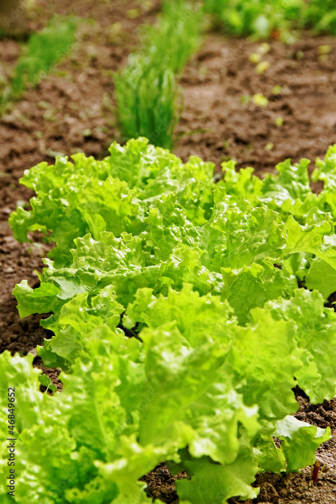 Dill and lettuce. Dill and lettuce.