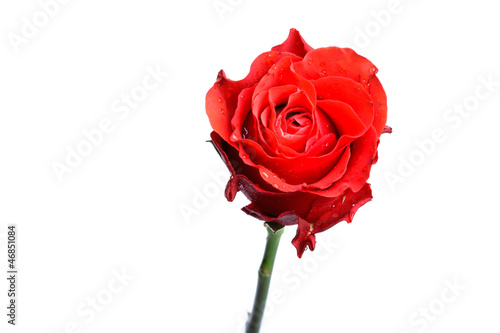 Single red rose isolated on white. © ysbrandcosijn