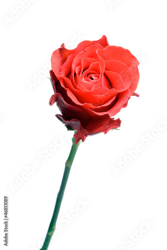 Single red rose isolated on white. © ysbrandcosijn