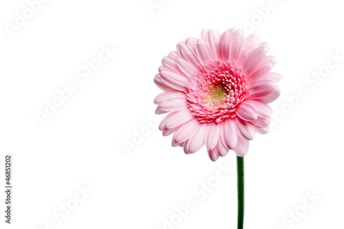 Single pink gerbera flower isolated on white.