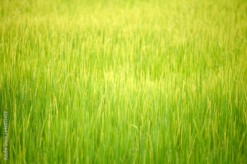 Rice field