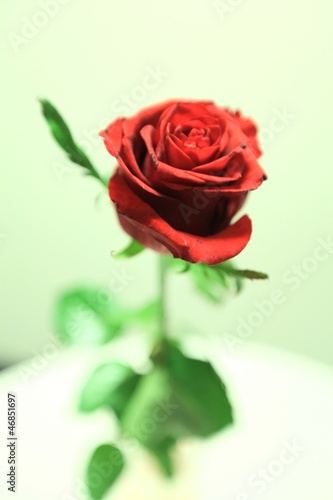 single red rose 2