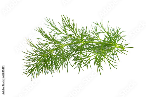 Fresh branch of fennel on a white background.