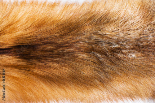 Portrait of beautiful fox skin