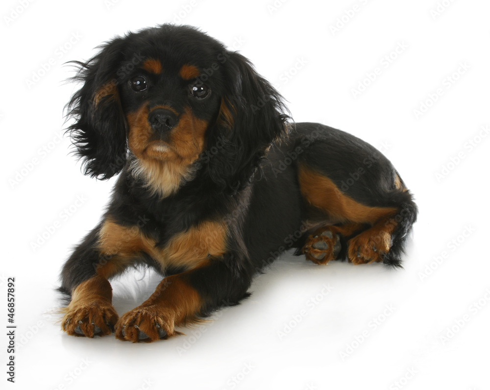 cavalier king charles spaniel