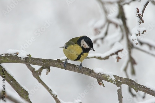Great Tit (Parus major) on a branch - winter.