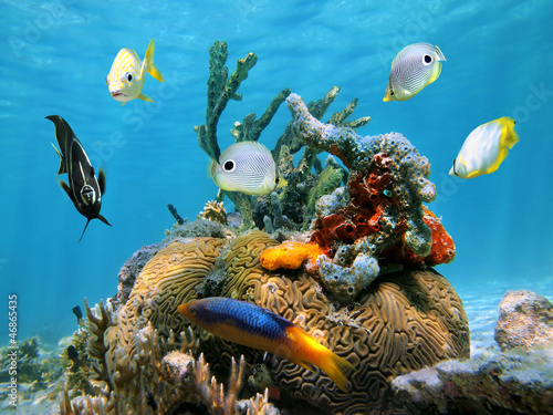 Brain coral with colorful sponges and tropical fish in the Caribbean sea #46865435