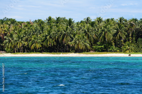 Caribbean island coastline with a forest of coconut palm trees  cayos Zapatilla  Bocas del Toro  Panama