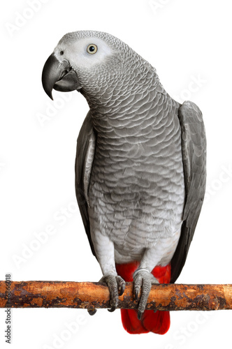 African Grey Parrot photo