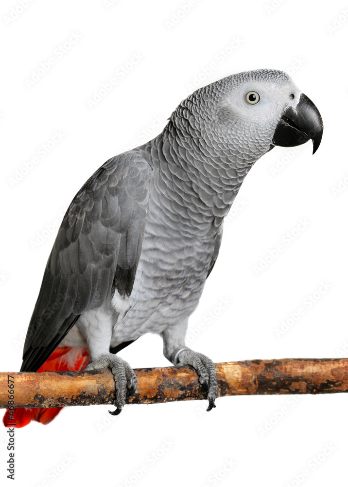Fototapeta premium African Grey Parrot