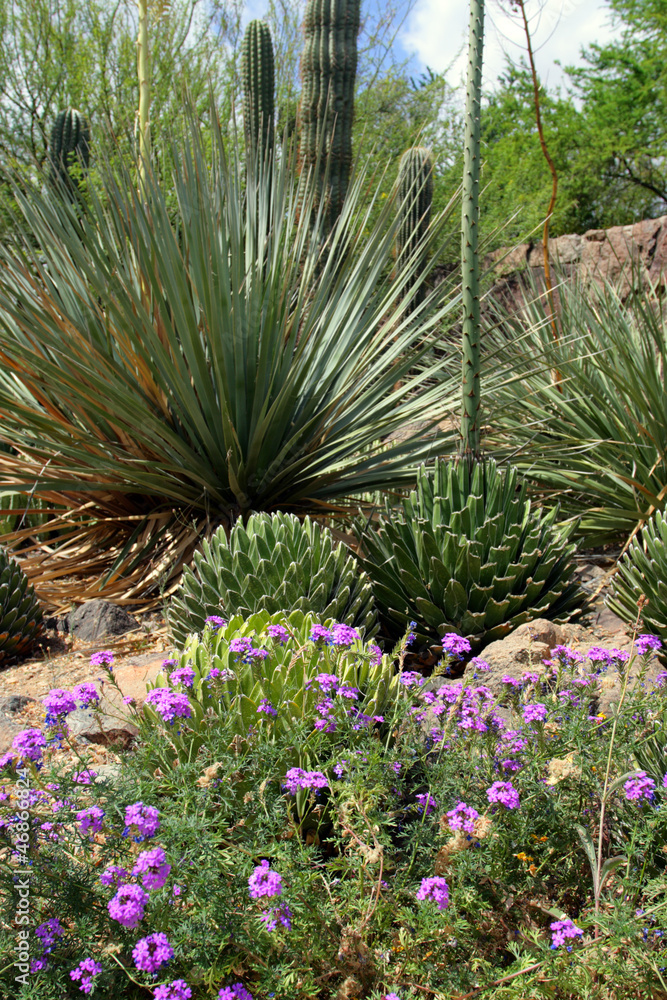 Saguaro National Park, USA.. Saguaro National Park, USA..