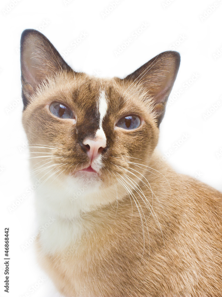 Portrait of Thai cat 7 years old in front of white background.