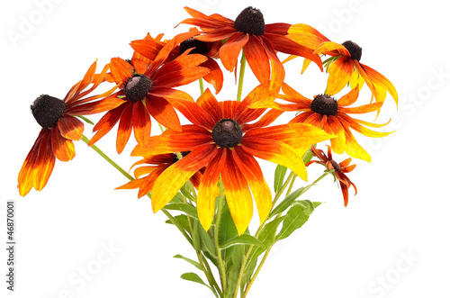 Bouquet of colorful rudbeckia flowers photo
