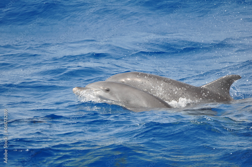 Fototapeta premium Delphine