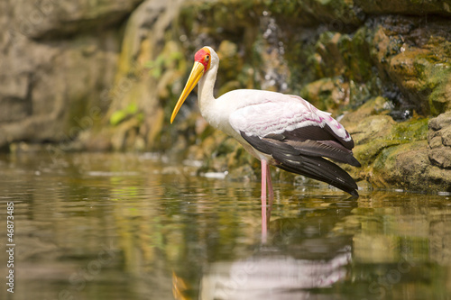 Adult Milky Stork in a Bird Park