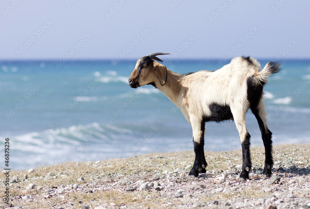 Naklejka premium Goat looking at sea in Rhodes