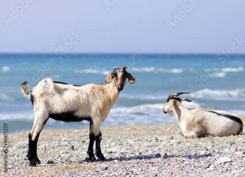Goat looking at sea in Rhodes