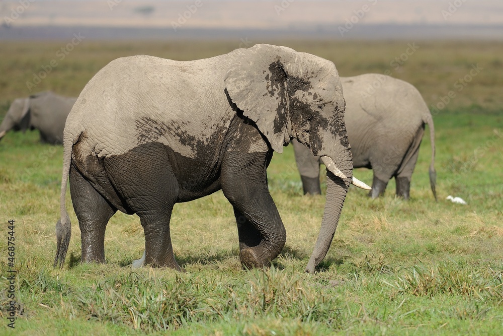 Obraz premium Elefante africano