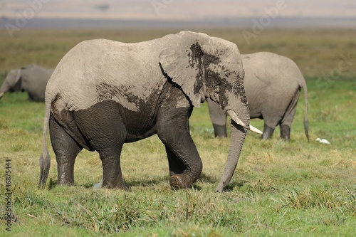 Elefante africano