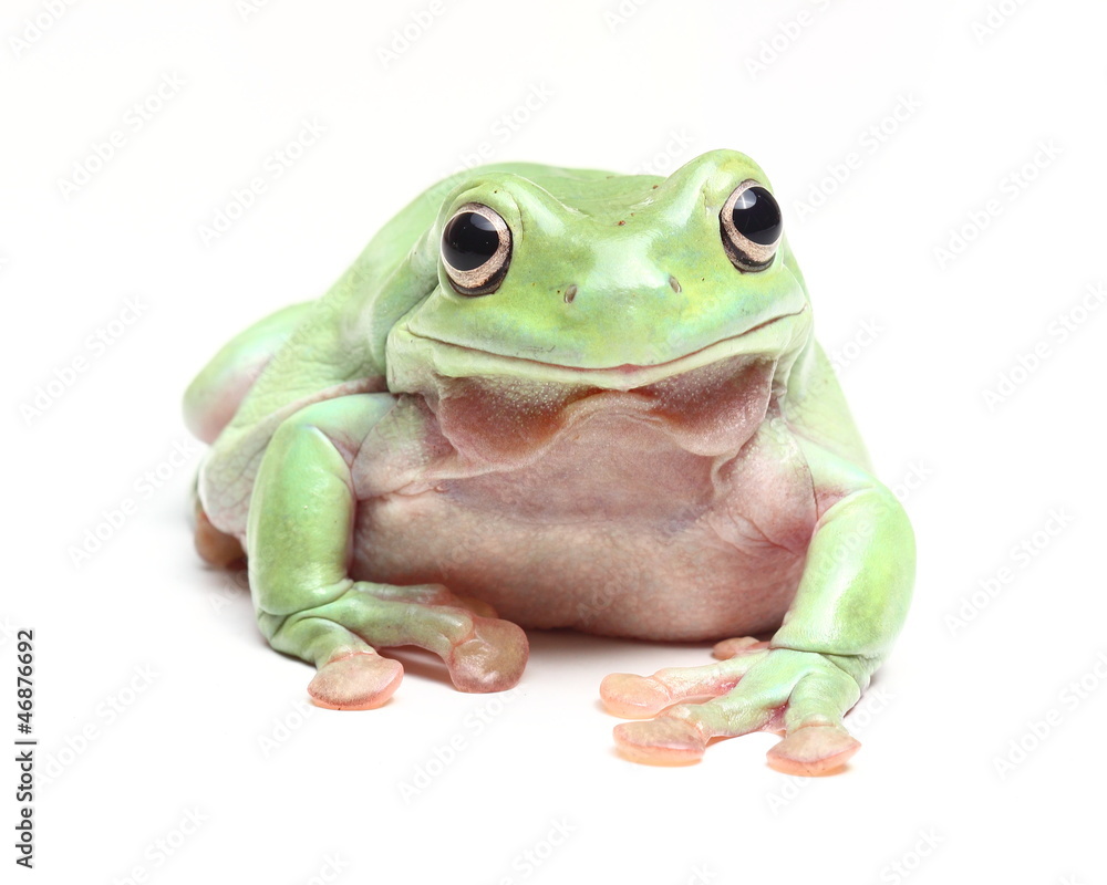 Fototapeta premium Australian Green Tree Frog (Litoria caerulea)