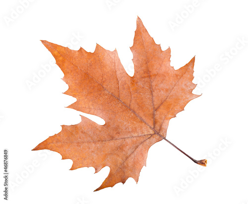 Foto plane tree leaf