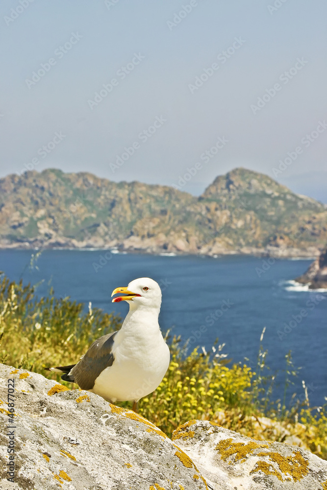 Fototapeta premium Yellow-legged gull on the cliff