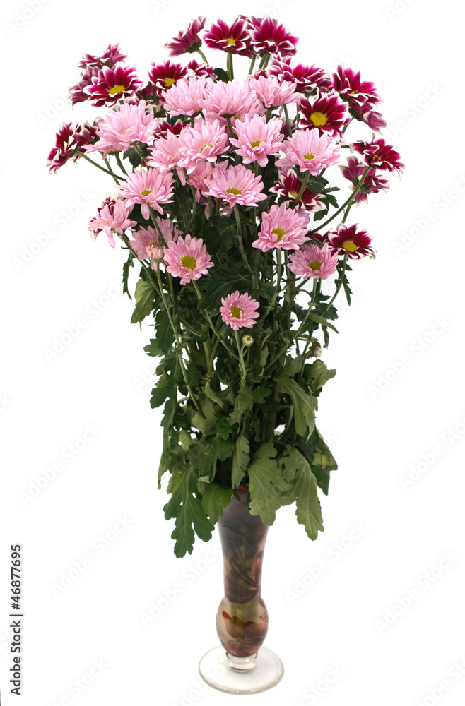 Obraz premium white and pink blooming chrysanthemum flowers