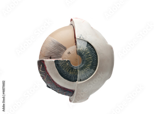 anatomic study model of an human eyeball