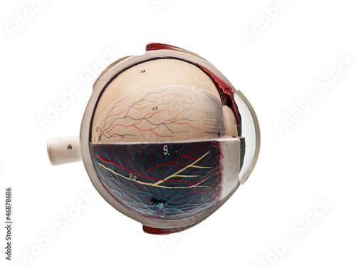 anatomic study model of an human eyeball